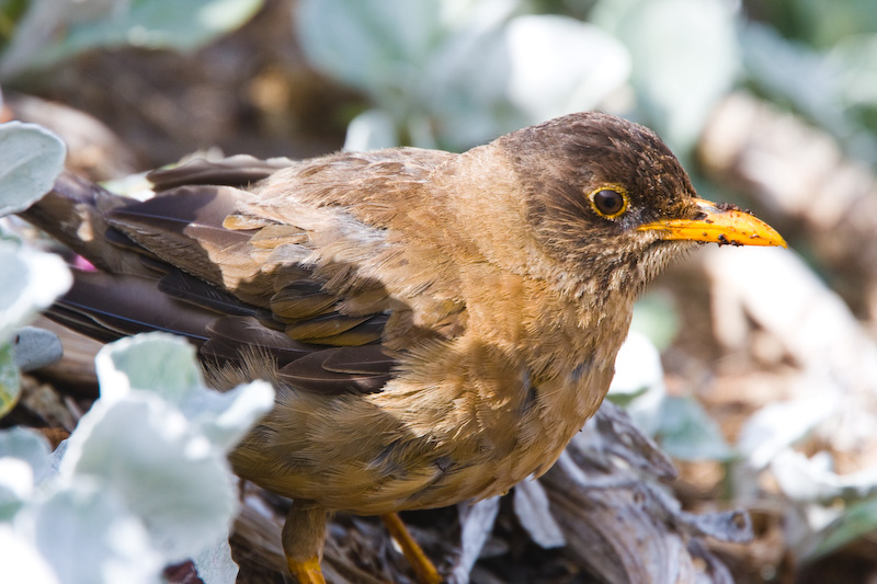 Austral Thrush